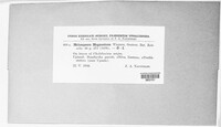 Melampsora magnusiana image